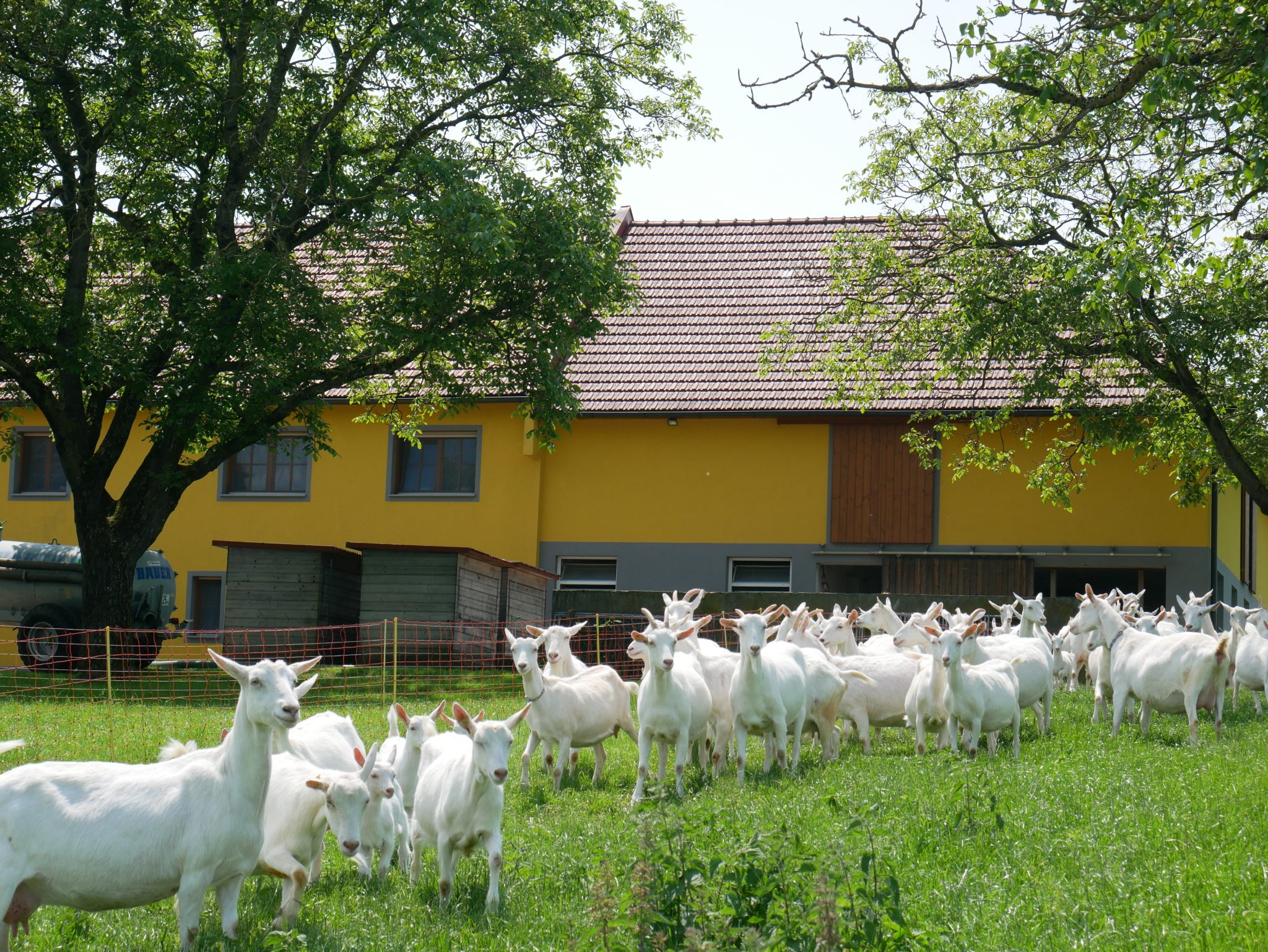 Ziegenhof Baumann