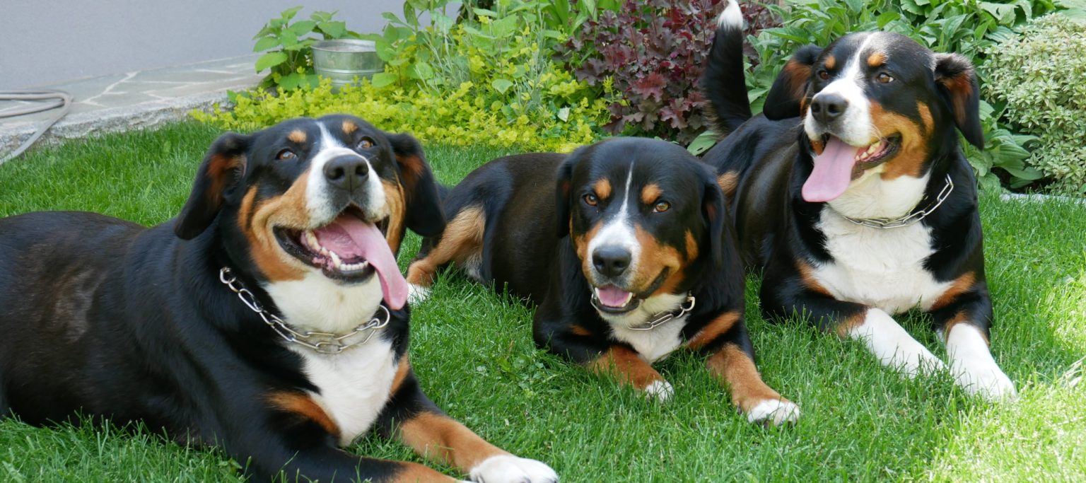 Entlebucher Sennenhund und Swissydog